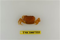 藏品(蔡氏澤蟹)的圖片